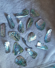 Natural Paua Abalone Shell