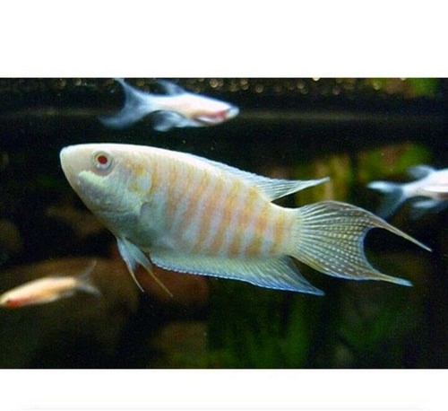 Pack albino paradise gourami - 3,