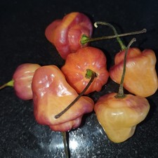 Jack O Lantern Chilli Seeds x