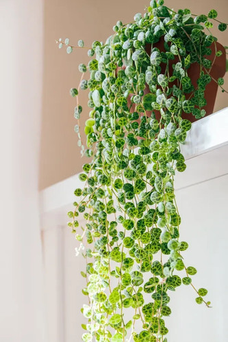 Peperomia prostrata string of - prostrata, 'string