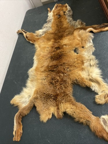 Red fox skin - fur, soft