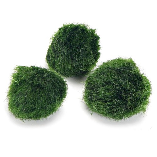 K2aqua marimo moss balls - moss,