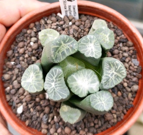 Haworthia maughanii shirotae - maughanii, 'shirotae