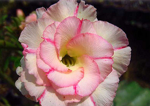 Adenium obesum double - adenium, obesum,