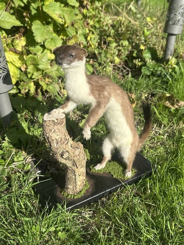 Stoat mammal taxidermy mount - mammal,