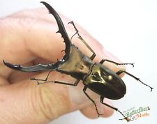 Stag Shiny Beetle Cyclommatus