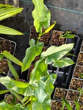 Zantedeschia aethiopica 'White