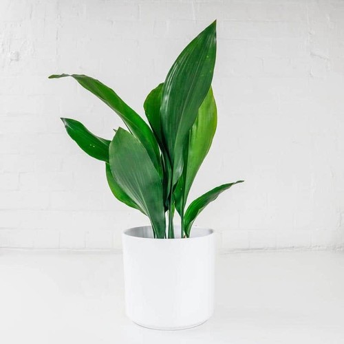 Cast iron plant aspidistra - cast,