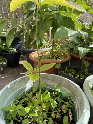 Green potted avocado plant - green,