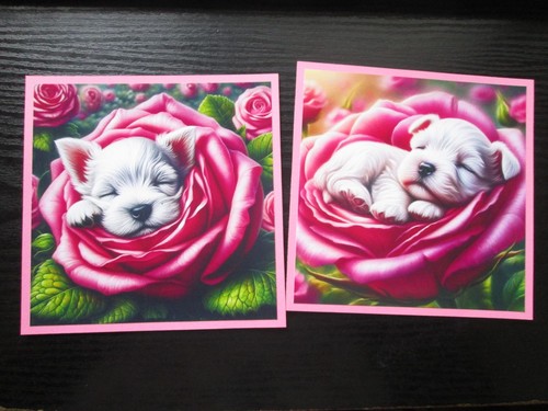 Sale x cute westie pup - westie,