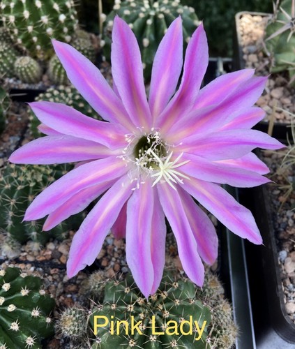Large flowered echinopsis - flowered,