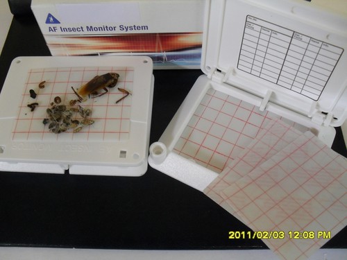 Insect bug detect monitor - insect,