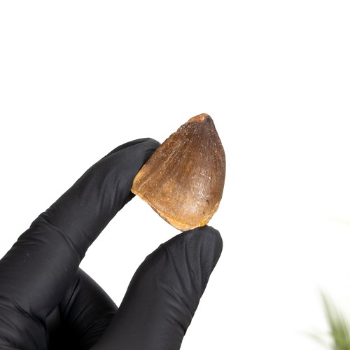 Mosasaur dinosaur tooth - tooth, fossil