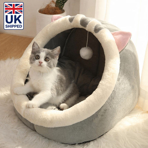 Pet dog cat - pet,