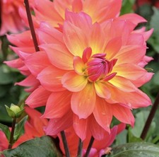 3 x Dahlia Tuber "Fire Pot"
