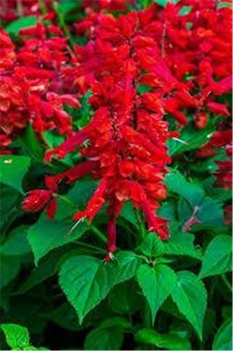 Salvia red plants - salvia, garden