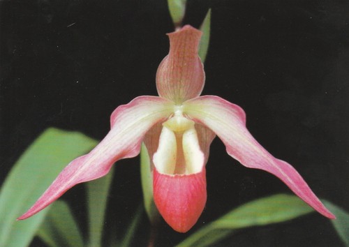 Eric young orchid foundation - eric,