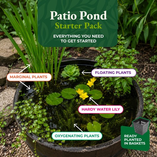 Patio pond starter pack - patio,