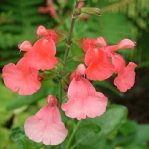 Salvia peach cobbler - salvia,