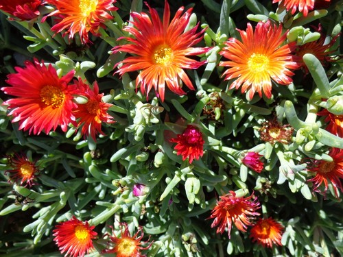 Ruby color coopers - coopers, hardy