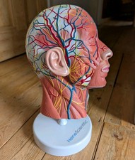 Human Anatomical Model - Brain