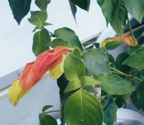 Young red flowering - red,