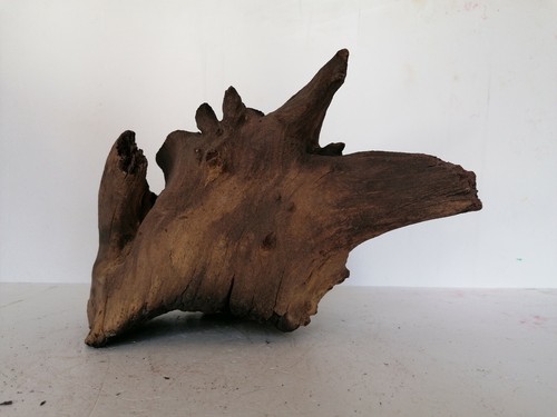 Large mopani bogwood - mopani,