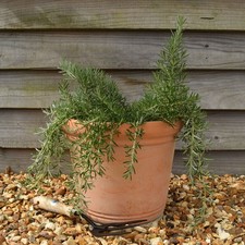 Rosemary 'Blue Rain' Medium Plug Plants x 4. Culinary herb trailing Blue flower