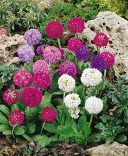 6 Primula Denticulata Mixed Drumstick Primrose Hardy Perennial Plug plants