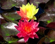 Sale !Wanvisa Cold Hardy Water