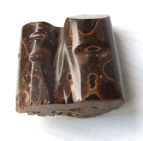 Petrified wood fossil - petrified,