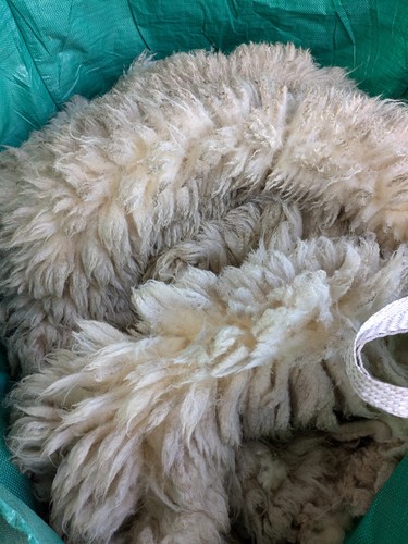 Raw texel fleece - texel, x