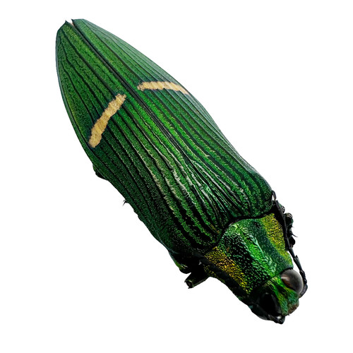 Green jewel beetle - green,