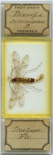 Antique microscope slide - microscope,