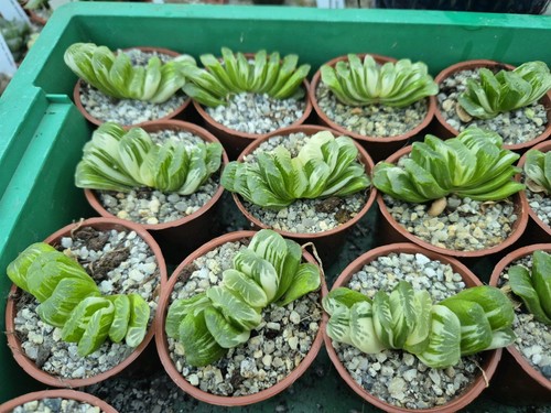 Haworthia truncata green - haworthia, lime