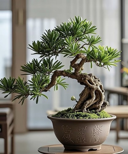 Japanese buddhist pine bonsai - japanese,