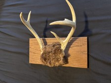 Kentucky 5 Point Dilbert Deer Antlers Mount Rack Large Spread VTG Hunting