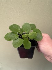 Chinese Money Plant 9cm Pot