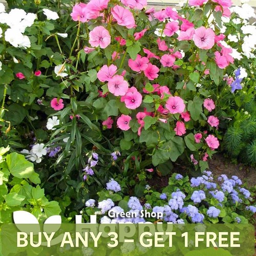 Rose mallow mix 300 - mix,