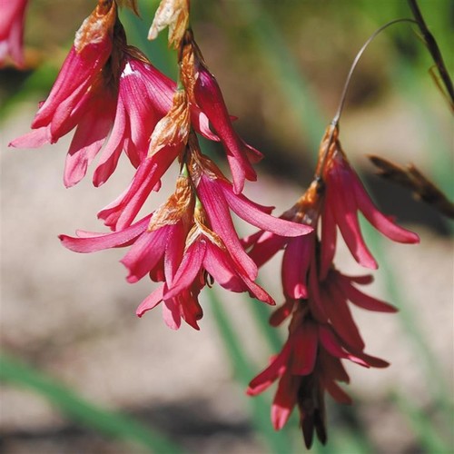 Perfect plants dierama plant - dierama,