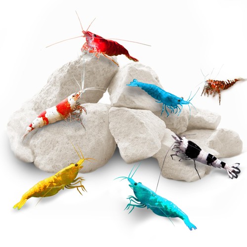 Shrimp rocks for - shrimp, crayfish