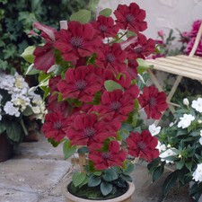 Patio Clematis, Nubia Boulevard, Compact, Red Blooms, Long Flowering, 10.5cm Pot