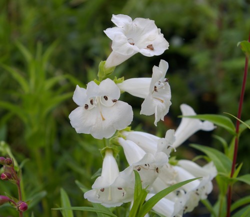 Penstemon wedding day litre - day,
