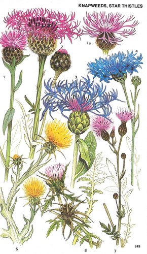 Vintage flower prints book - flower, prints,