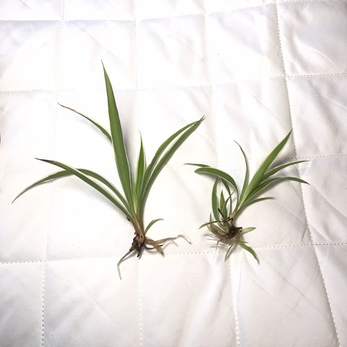 Spider plant rooted starter - plant,