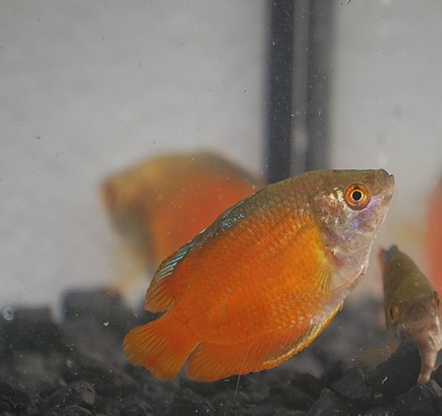 Flame dwarf gourami - flame, –