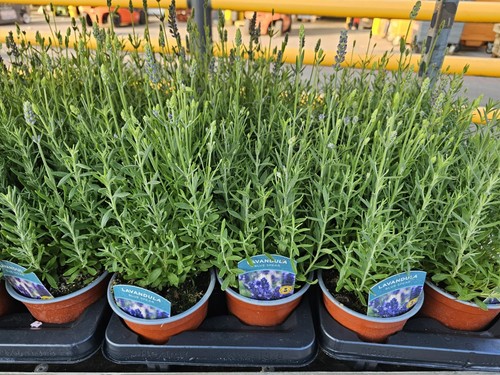 English lavender plants - lavender,