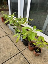 Healthy 2 Years Old Avocado Tree Fruit from seeds Sell £5 Each Without Pot