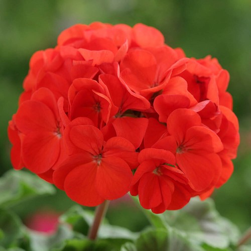 Set geranium fire - set, 'fire