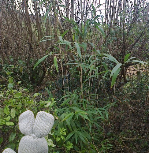 One bamboo plant - plant, 5